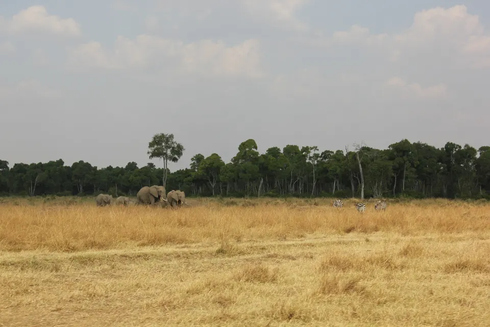 Planicies abiertas y colinas del sector Mara Triangle administrado por el Mara Conservancy.