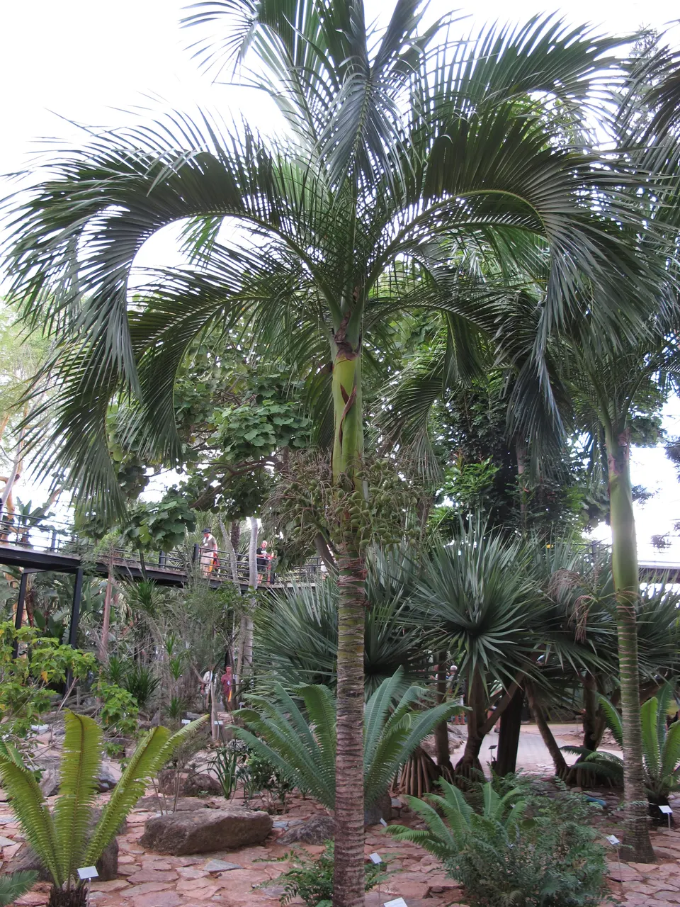 Espectaculares jardines paisajísticos inspirados en Versalles y colecciones de orquídeas en Nong Nooch.
