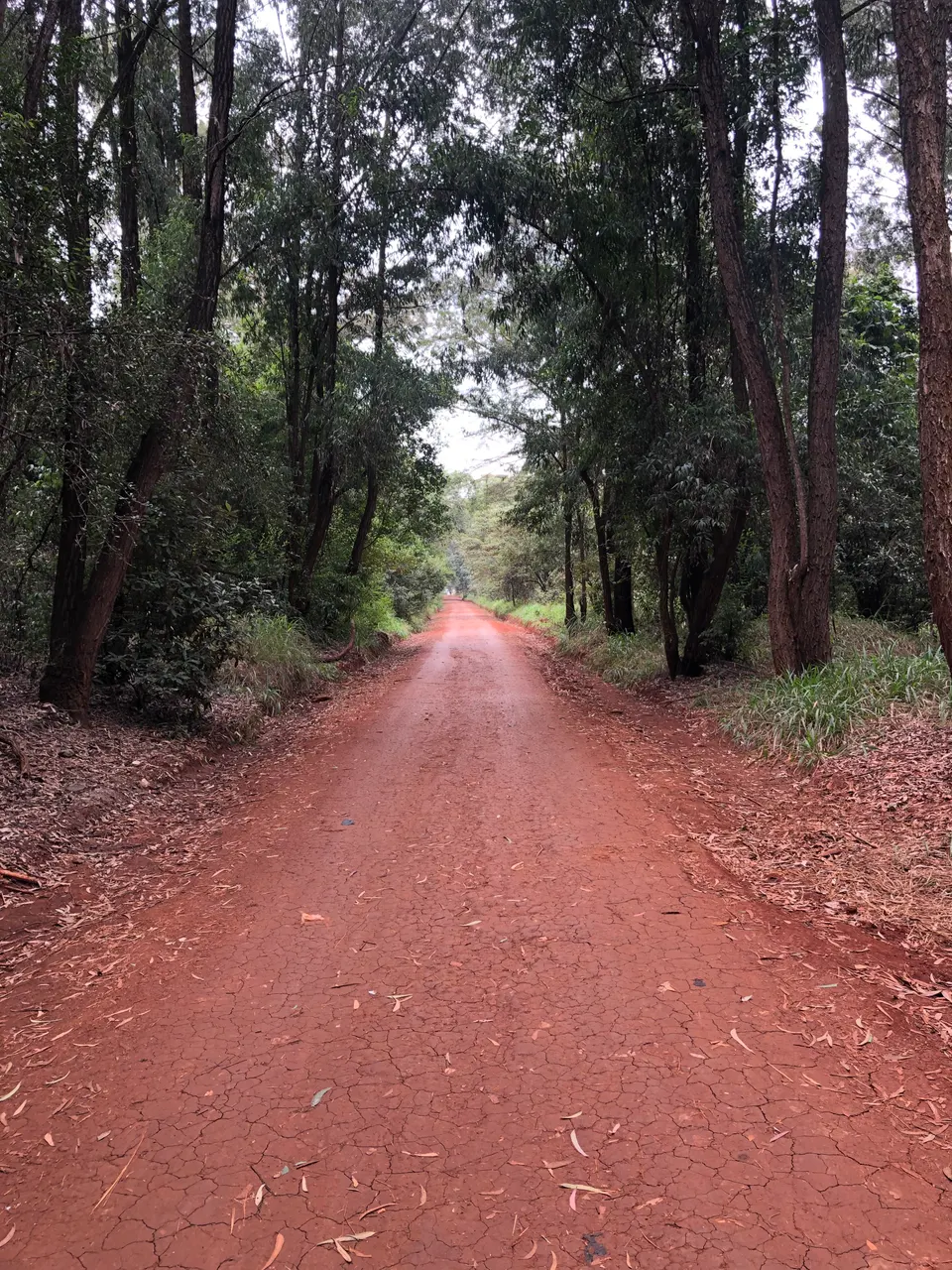 Pasarela y senderos naturales a través del denso dosel vegetal de Oloolua Nature Trail en Karen.