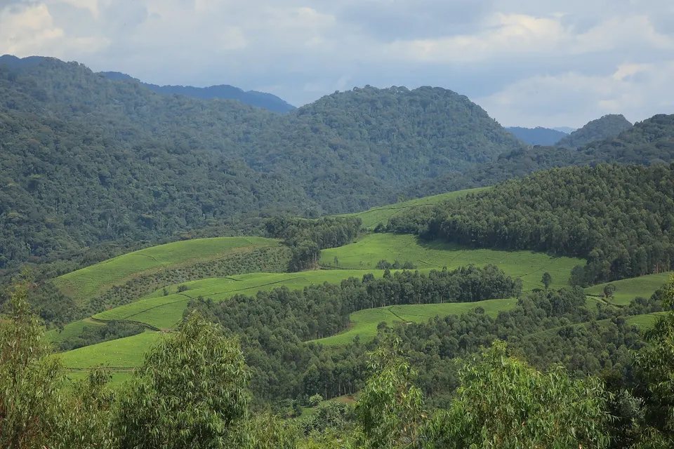 Densa vegetación primaria en el sector de Cyamudongo, refugio de chimpancés salvajes habituados.