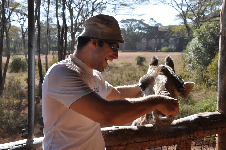 Jirafa de Rothschild interactuando de cerca con visitantes desde la plataforma elevada del Giraffe Centre.