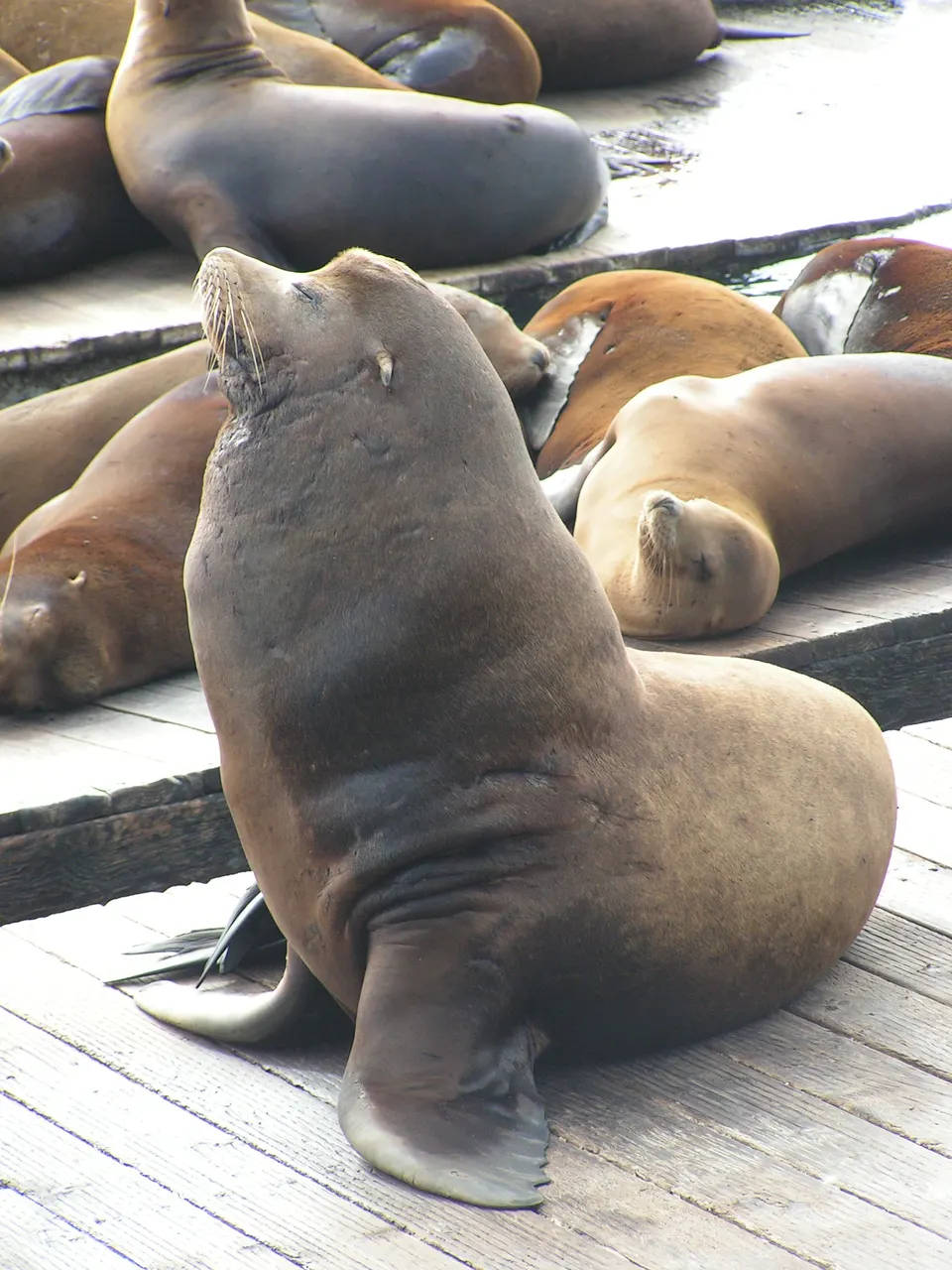 The Sea Lions of Pier 39, San Francisco. Most of the sea lions at Pier 39, I am told, are males. en san-francisco