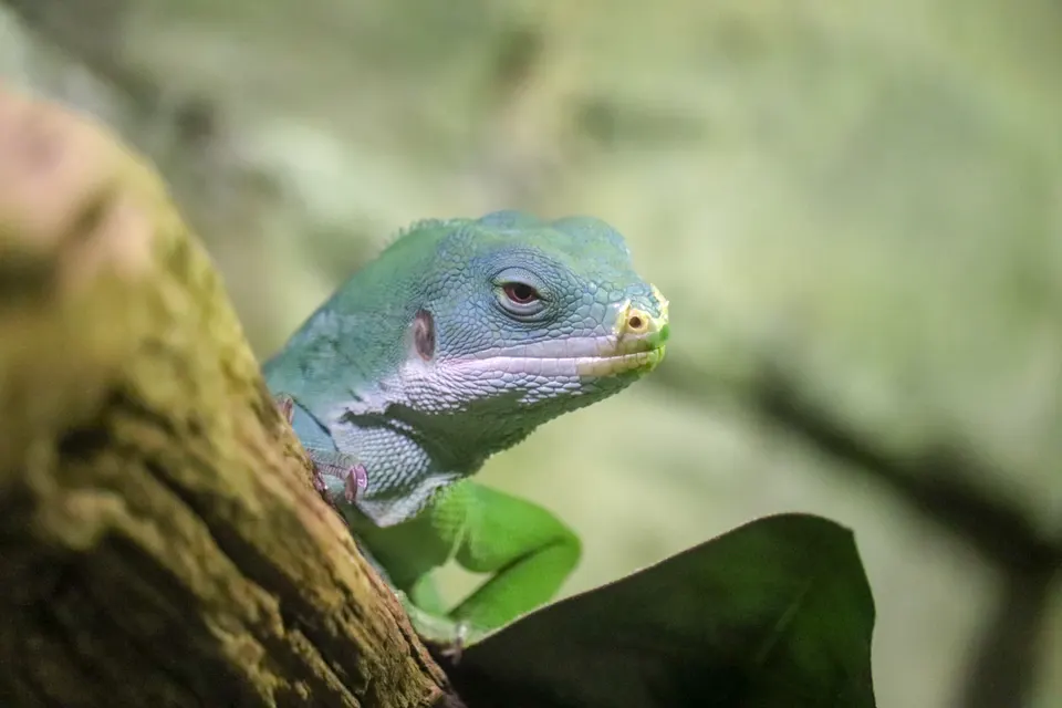 Ejemplar de iguana bandeada de Fiyi protegida en el santuario ecológico Kula Wild Adventure Park.