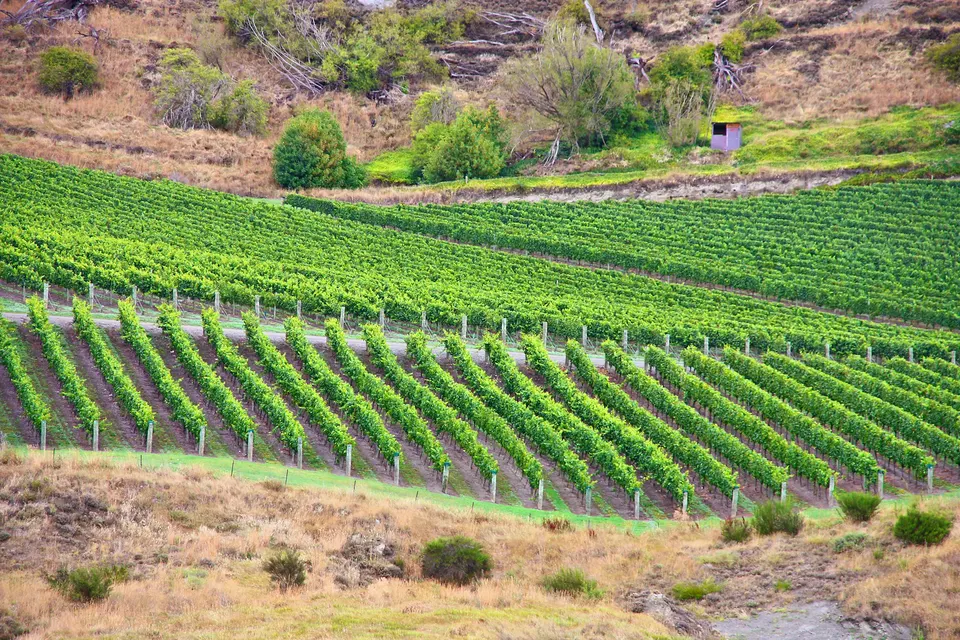 Viñedos escalonados de uva Pinot Noir en el valle vitivinícola de Gibbston Valley en Central Otago.