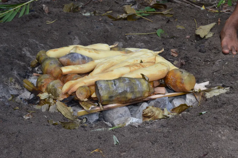 Preparación de un banquete lovo tradicional cocinado bajo tierra con piedras volcánicas calientes en Fiyi.