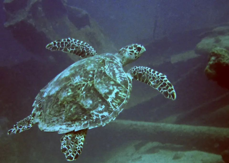 Tortuga marina fotografiada en aguas de Aruba, especie que anida también en playas como Eagle Beach.