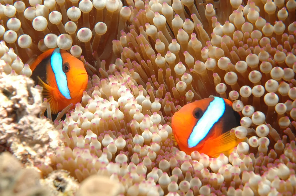 Peces payaso entre anémonas marinas en la exhibición de hábitats del Gran Arrecife de Cairns.