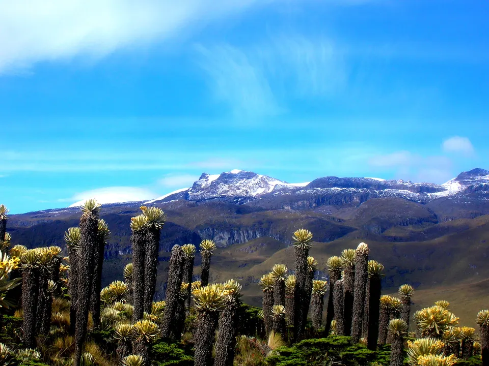 Páramo andino con frailejones gigantes en el Parque Nacional Natural Los Nevados cerca de Salento