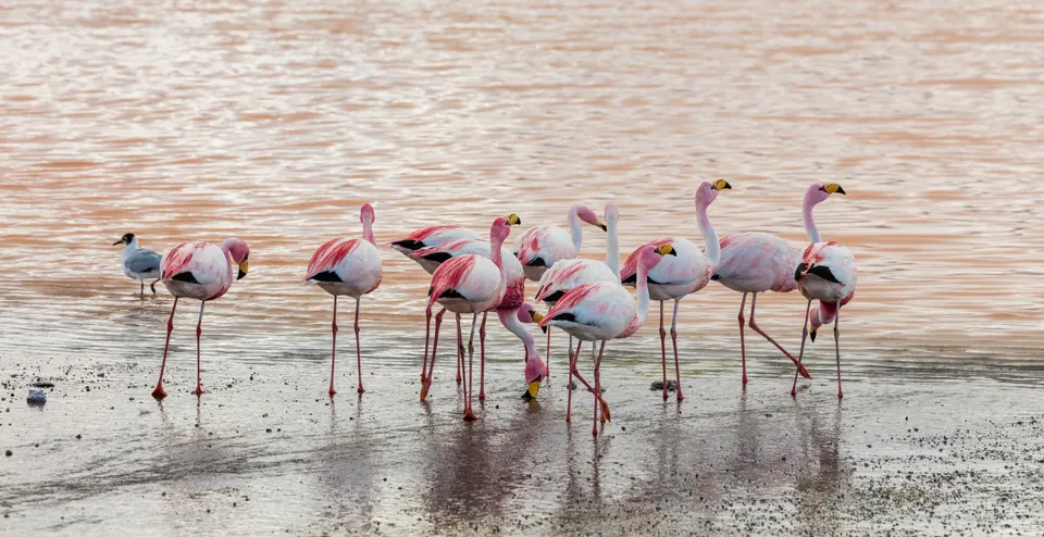Flamencos andinos alimentándose en las aguas rojizas de la Laguna Colorada, en el Altiplano boliviano.