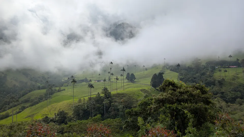 Bosque de niebla y colibríes en la Reserva Natural Acaime en el circuito de senderismo del Valle de Cocora