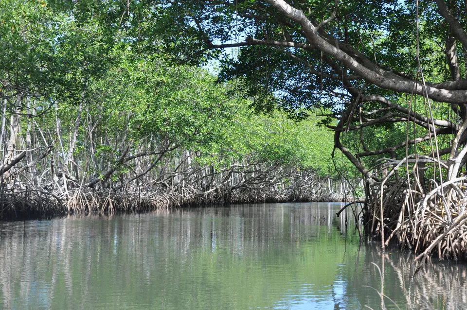 Río Caño Hondo, en el Parque Nacional Los Haitises, cerca de la Bahía de Samaná.