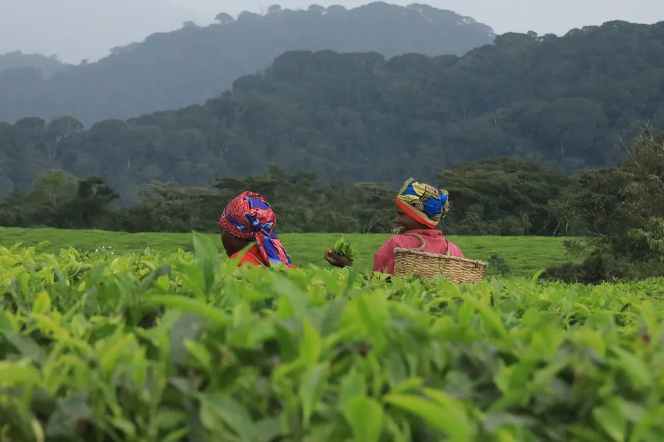 Manto verde ondulado de los campos de té de Gisakura en el límite del Parque Nacional Nyungwe.