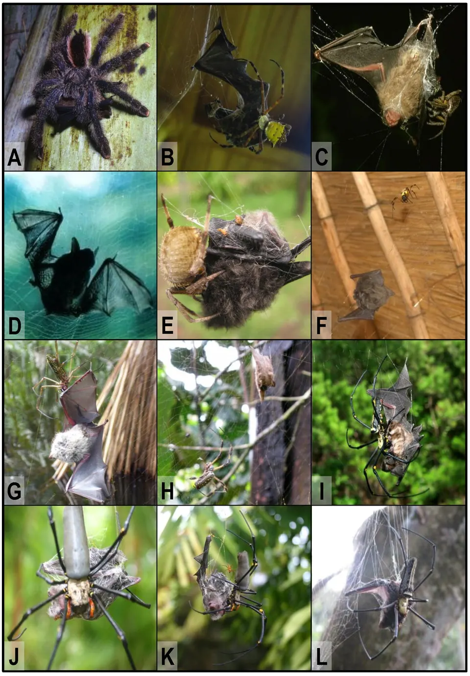 Bats caught by spiders.
A -Adult female Avicularia urticans feeding on a Greater Sac-winged Bat (Saccopteryx bilineata)  en tortuguero