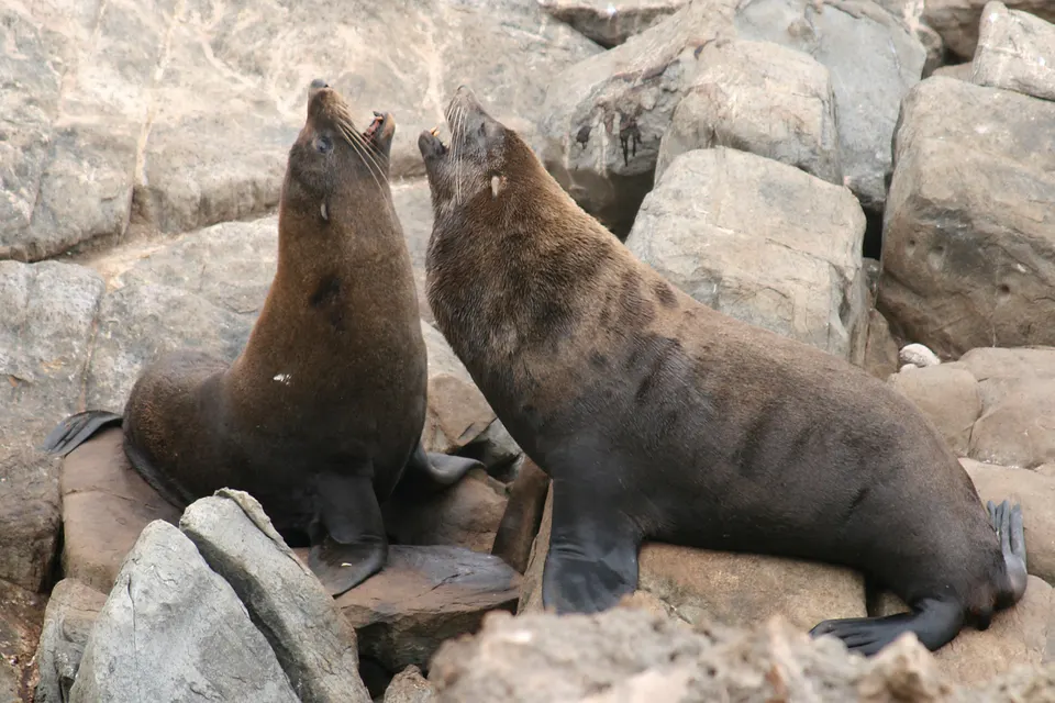Focas peleteras de Nueva Zelanda (fur seals) descansando sobre las rocas bañadas por el mar en el fiordo.