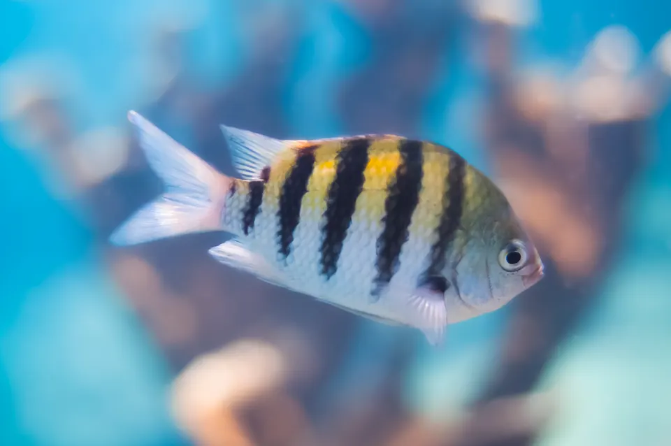 Pez sargento mayor (Abudefduf saxatilis) en aguas de Curazao.