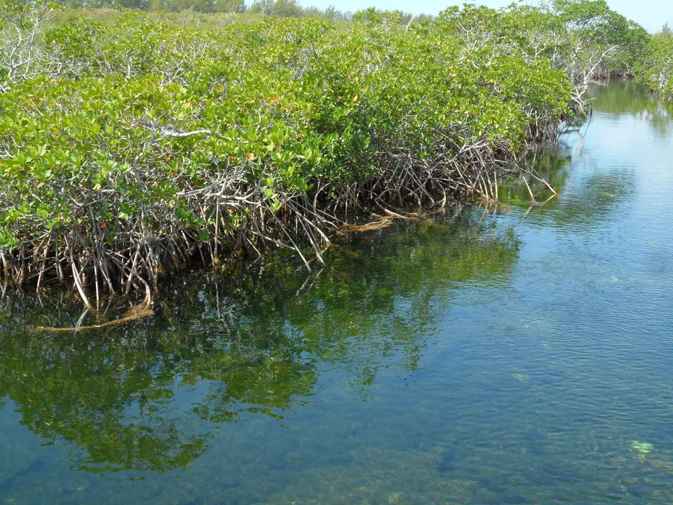 Manglares costeros en el Lucayan National Park, Gran Bahama.