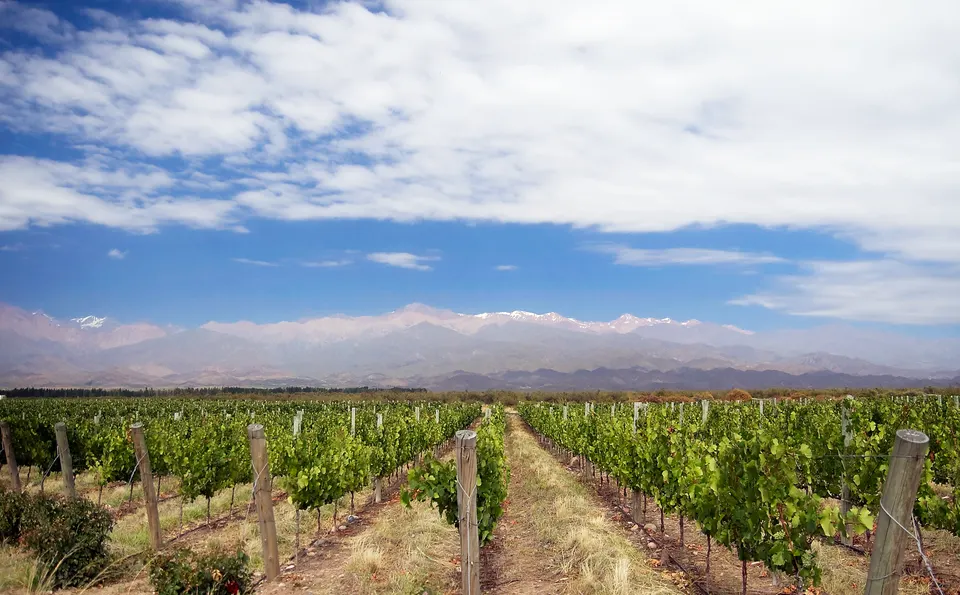 Viñedos fértiles de Mendoza con la imponente cordillera de los Andes nevada al fondo.