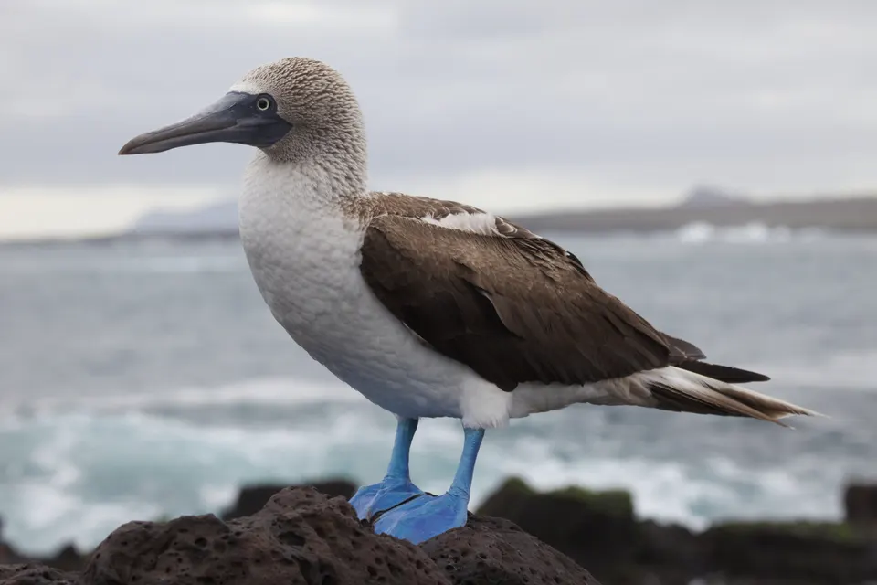 A Blue-footed Booby on Santa Cruz, Galapagos Islands, Ecuador. en galapagos