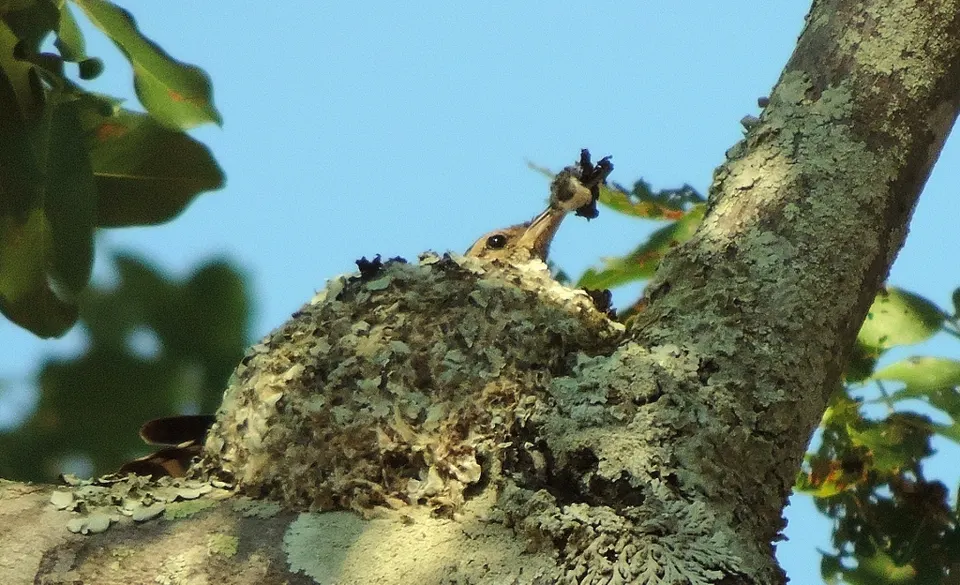 Bosque de miombo y avifauna protegida en la reserva ecológica periurbana de Mukuvisi Woodlands.