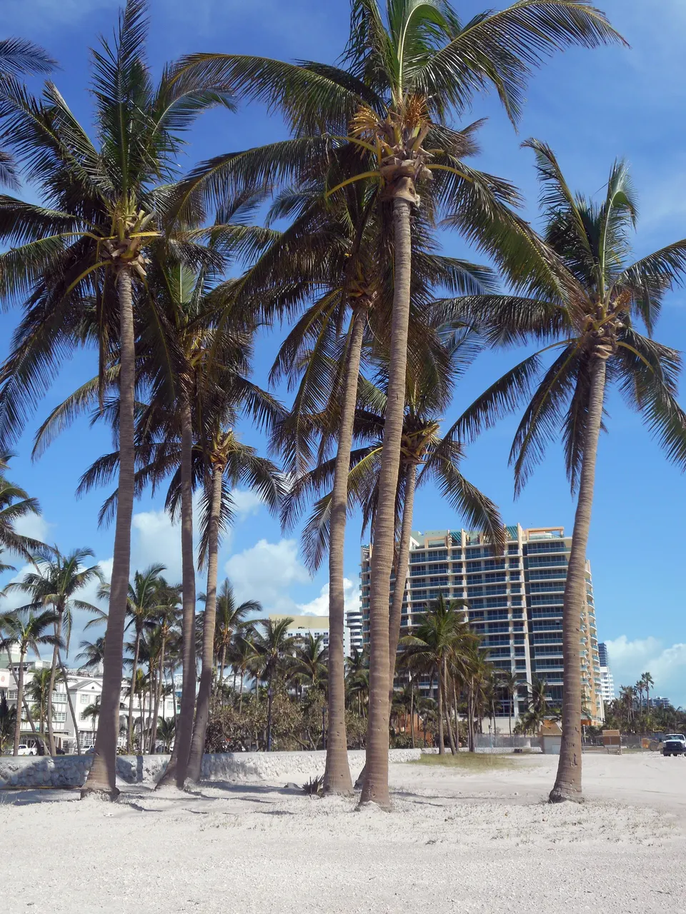Lummus Park, area between dunes and boardwalk, showing grass and other small weeds at base of palm trees covered by sand en miami