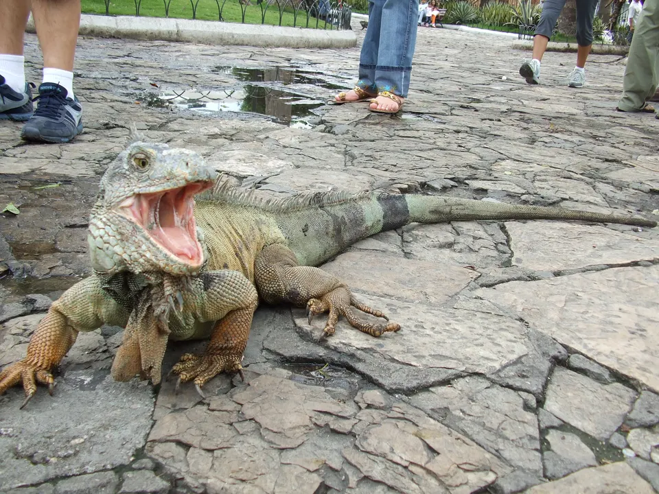 Ecuador - Guayaquil - Parque seminario
Parque de las iguanas.
Iguanas libres en el parque en guayaquil