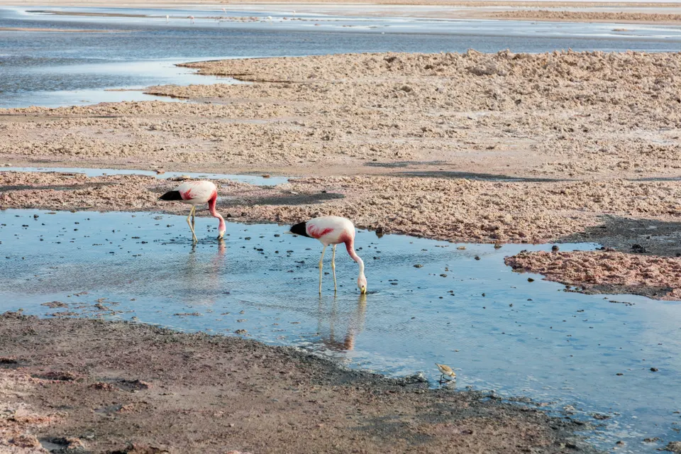 Flamencos andinos filtrando aguas en las costras de sal de la Laguna Chaxa, Salar de Atacama.