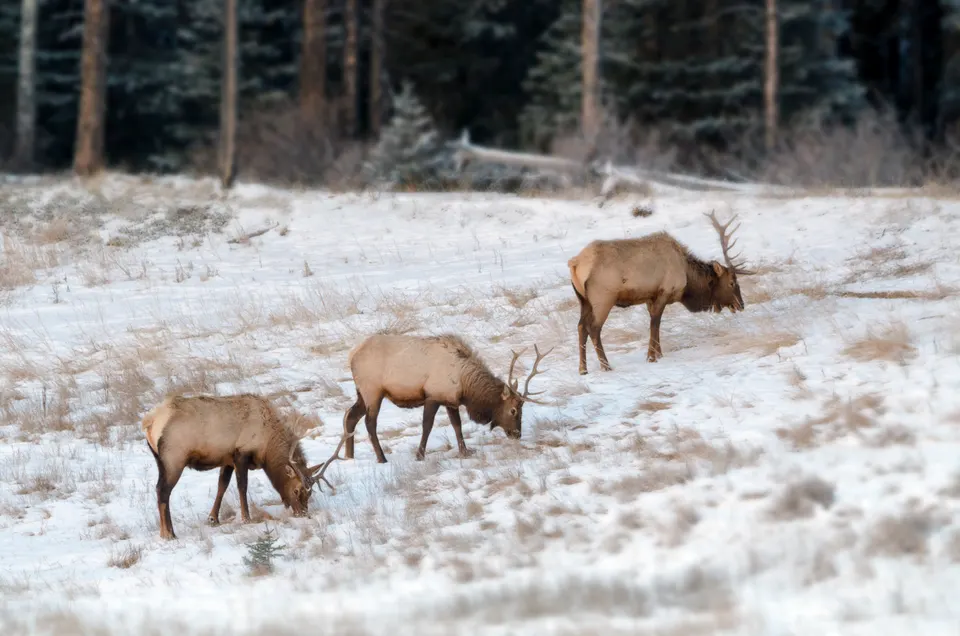 Ejemplares de uapití (elk) con gran cornamenta pastando libremente en los prados del Parque Nacional Banff.