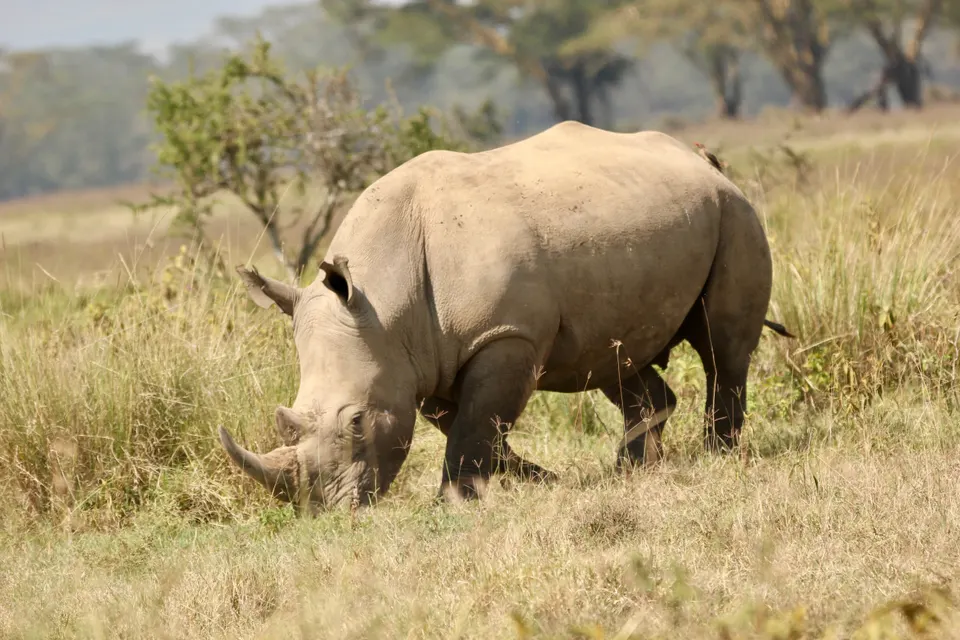 Rinocerontes blancos pastando plácidamente en las llanuras ribereñas del Lago Nakuru.