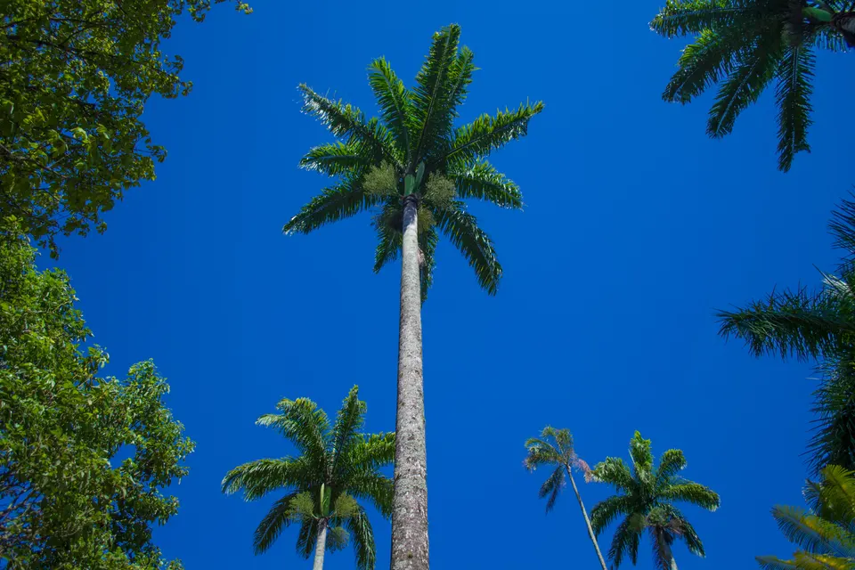 Monumento y avenida de palmeras imperiales centenarias en el Jardín Botánico de Río de Janeiro.