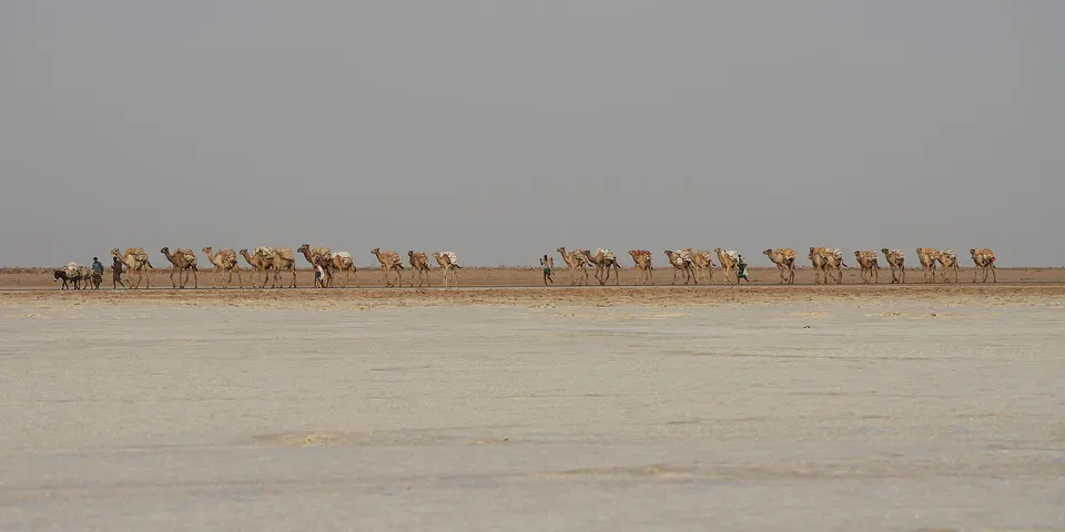 Larga caravana de camellos cargados con losas de sal cruzando las llanuras del lago Karum.