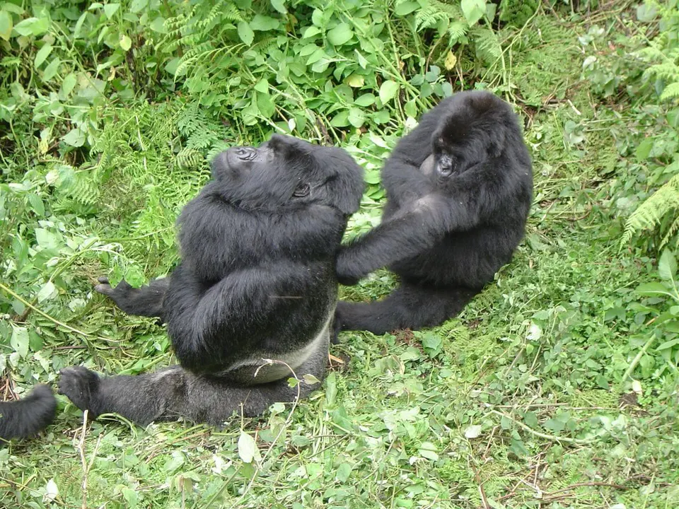 Gran macho de gorila de montaña espalda plateada en el Parque Nacional de los Volcanes, Ruanda.