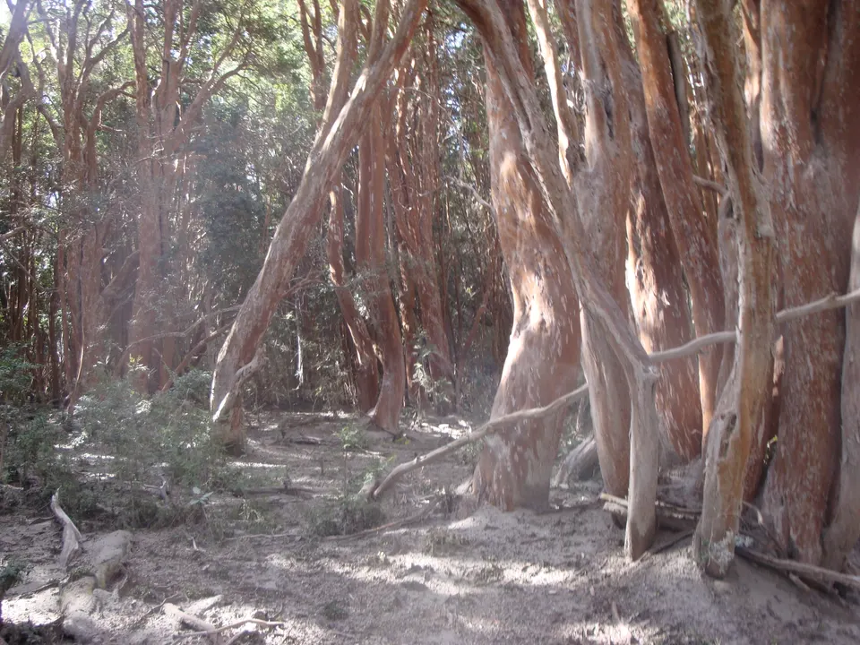 Senderos de pasarelas de madera entre los troncos de color canela del Parque Nacional Los Arrayanes.