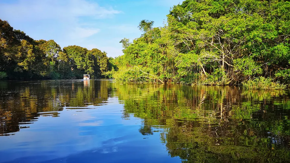 Mono narigudo en la copa de los árboles de manglar a orillas del río Klias en el sudoeste de Sabah.