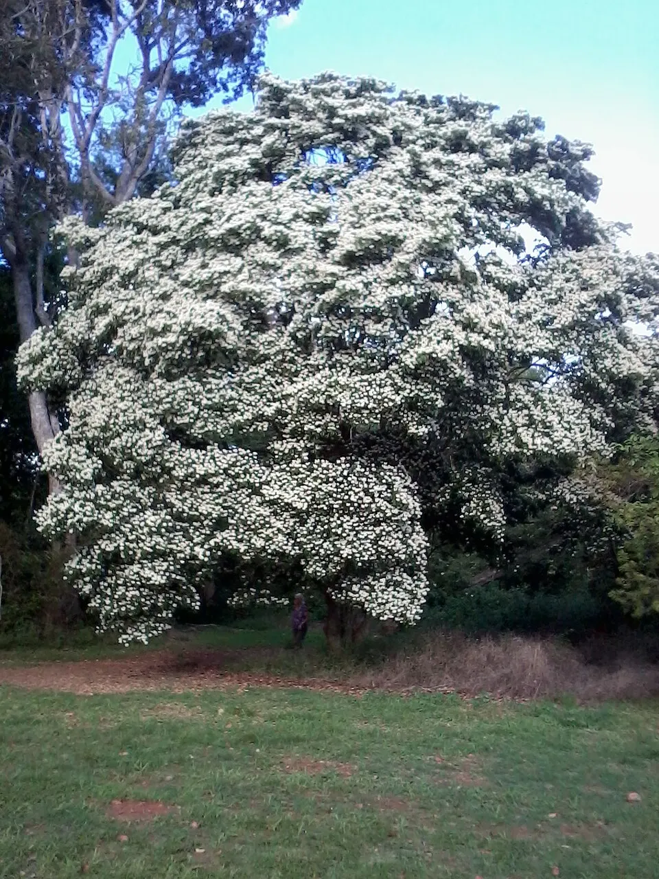 Senderos verdes y ejemplares botánicos autóctonos en los Jardines Botánicos Nacionales de Harare.
