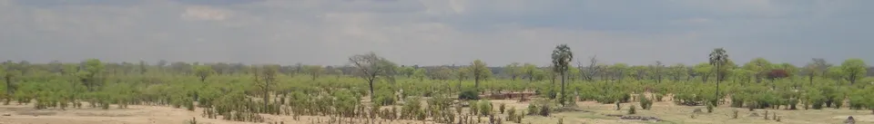 Amplias llanuras salpicadas de acacias y sabana dorada en los alrededores del sector Main Camp en Hwange.