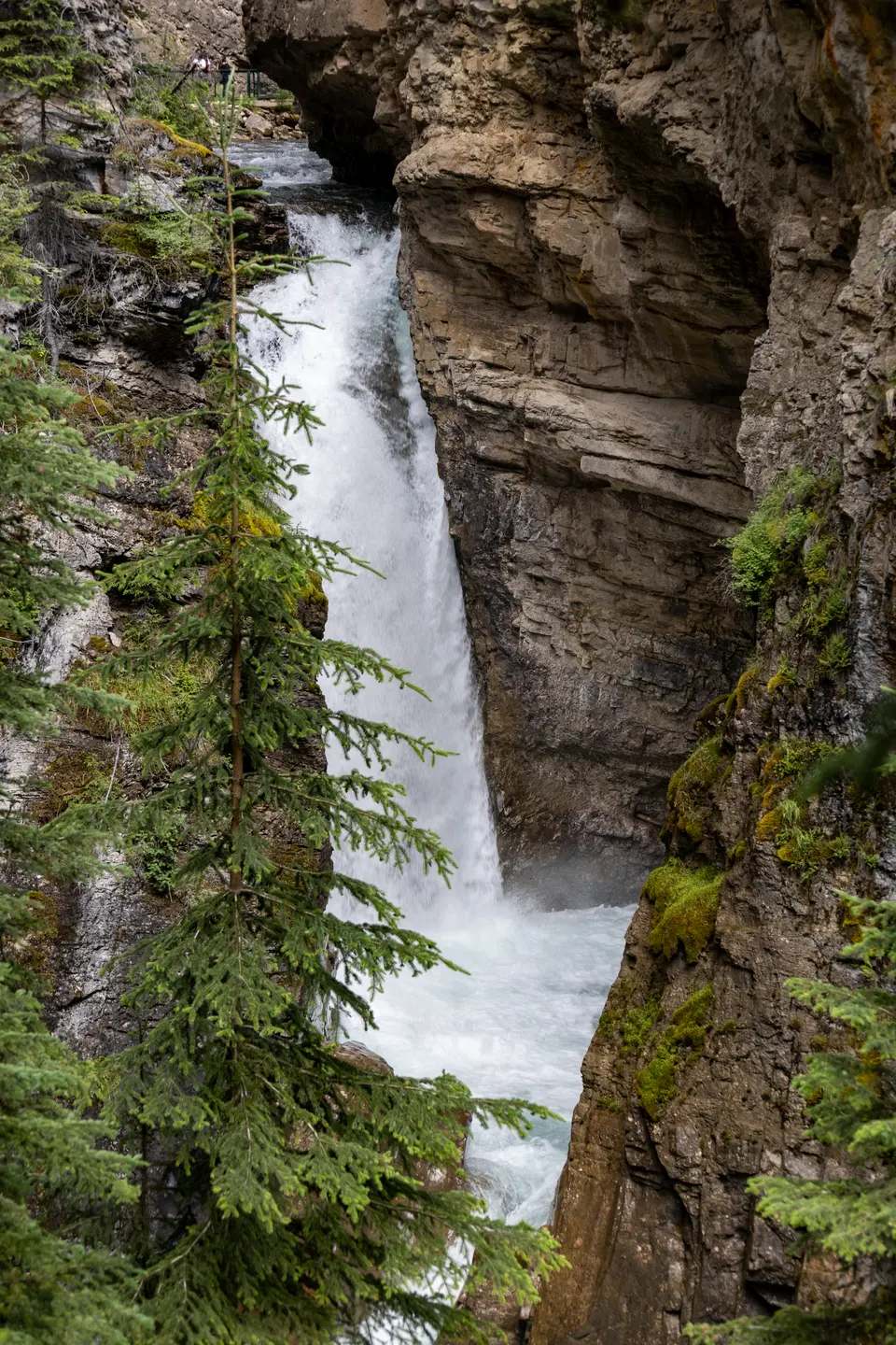 Pasarelas voladizas y torrente de Lower Falls encajonado en el cañón de caliza de Johnston Canyon.
