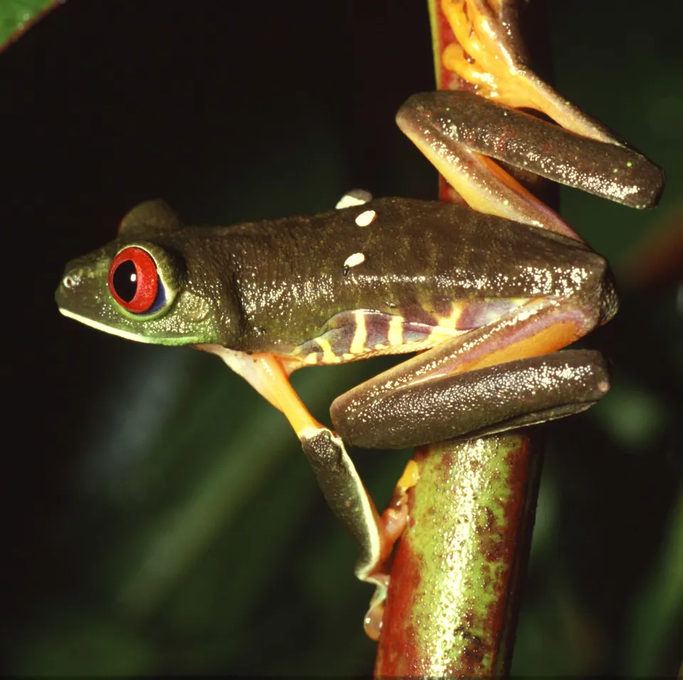 Red-eyed treefrog (female), photographed on Barro Colorado Island, Panama en monteverde