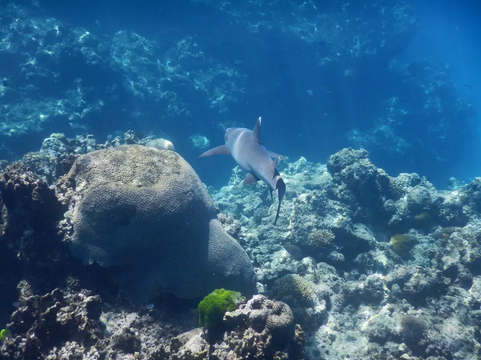Tiburón de arrecife de puntas blancas nadando cerca de la superficie en las aguas de Kuata Island.