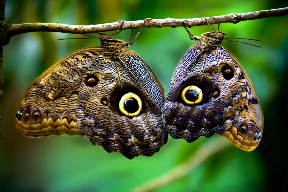 Butterflies in Costa Rica. en monteverde