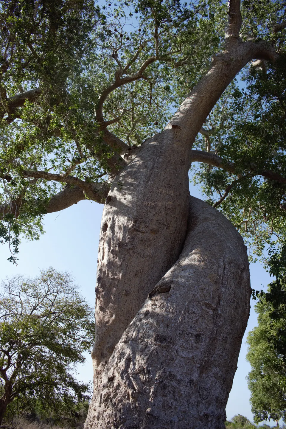 Baobabs de la especie Adansonia za emergiendo en el dosel de la reserva especial de Andranomena.