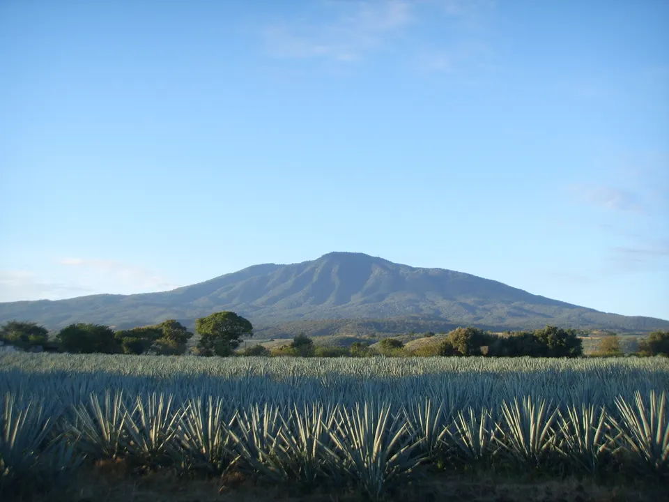 Agave fields, in front of the volcano near the town of Tequila en guadalajara