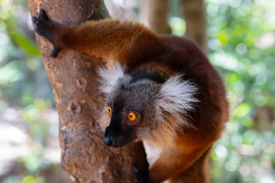 Lémur negro amigable posado en un tronco en la isla volcánica de Nosy Komba.