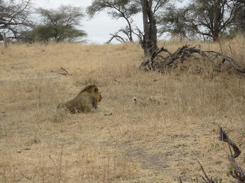 León y leona descansando en la hierba dorada durante un safari en Akagera.