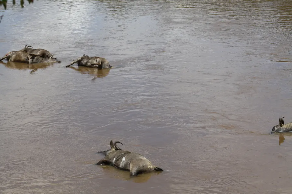 Escena de cruce multitudinario de ñus en el río Mara en la Reserva Nacional Masai Mara.