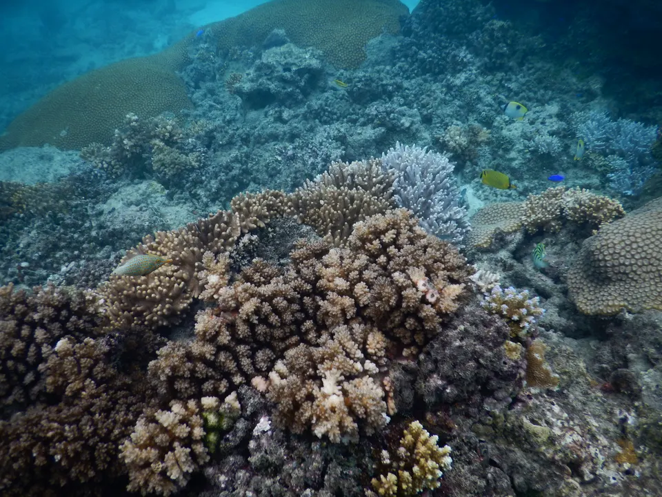 Jardines de corales duros y peces de arrecife durante una sesión de buceo en las islas Mamanuca.