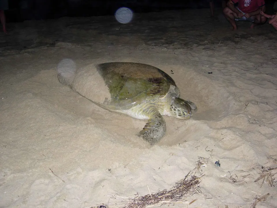 Image title: Green sea turtle nesting on beach sand chelonia mydas
Image from Public domain images website, http://www.p en tortuguero