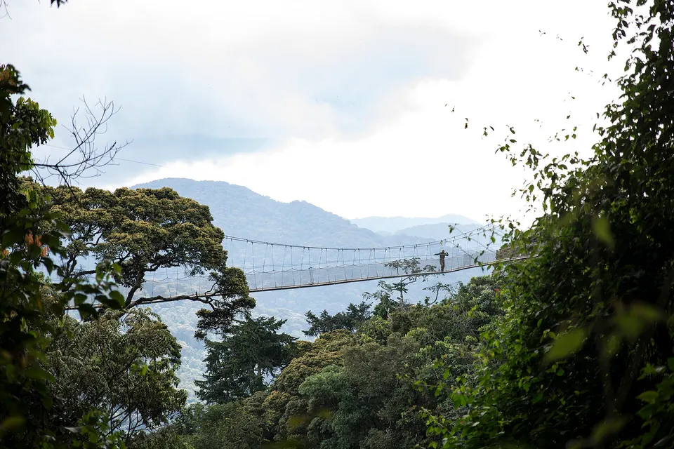 Pasarela colgante suspendida a 70 metros de altura sobre los árboles gigantes de Nyungwe.