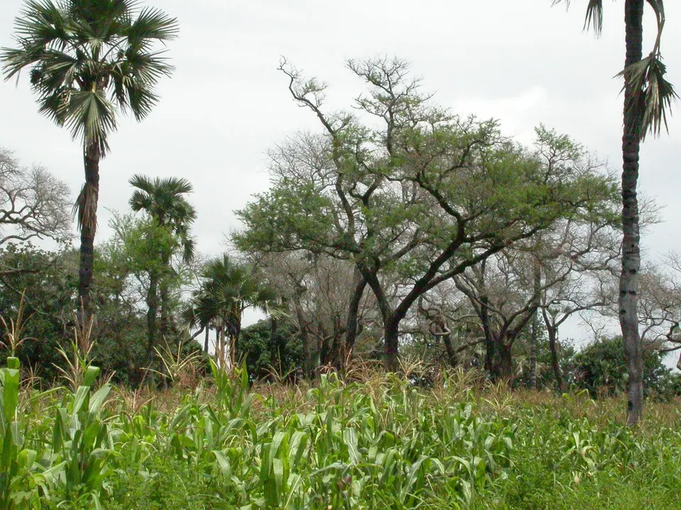 Catedral boscosa de acacias Faidherbia albida con luz filtrada en el valle de Mana Pools.