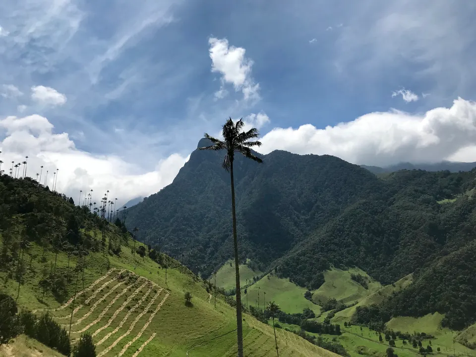 Panorámica del Valle de Cocora con sus gigantescas palmas de cera elevándose entre verdes praderas andinas