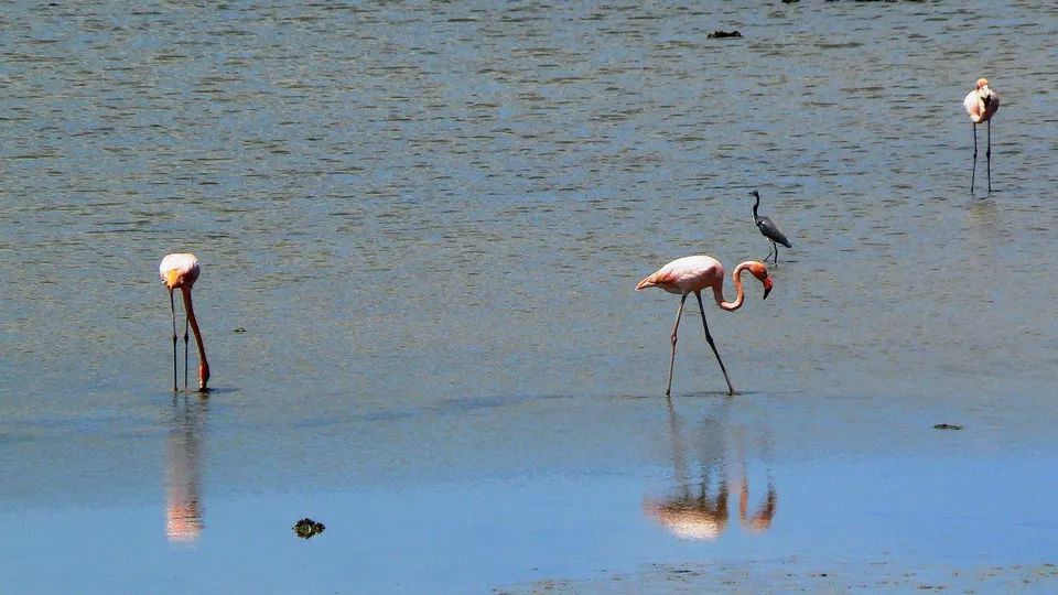 Flamencos en la laguna de Jan Thiel, Curazao.